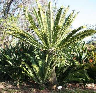 PROTECTING HIGHLY THREATENED SOUTH AFRICAN CYCADS FROM EXTINCTION